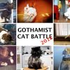 Gothamist Cat Battle! Which Staffer's Cat Reigns Supurrreme?